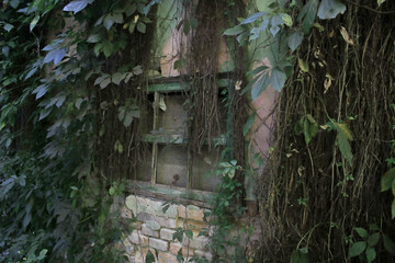 Old overgrown house in the forest