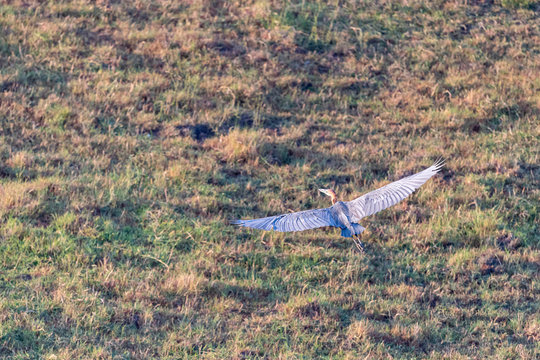 View from above of a heron flying over the savannah