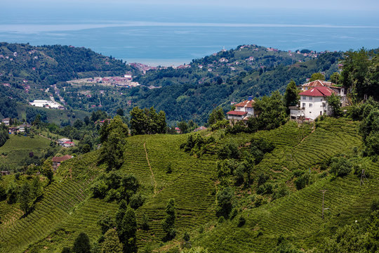 Cayeli view