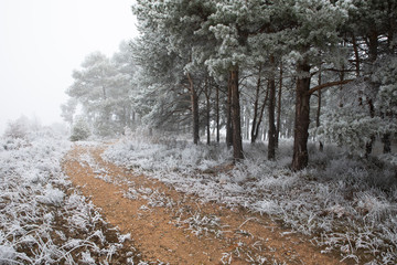 Icy forest at morning in winter