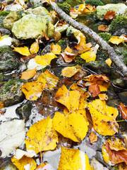 autumn leaves in beautiful fall park