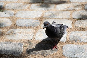 Pidgeon