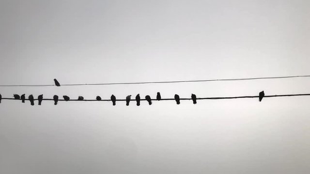 Slow shot silhouettes of a flock of pigeons sitting on an electric wire on a light background. Birds slowly flap their wings and fly from place to place.
