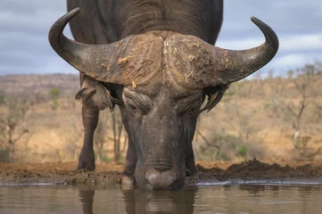 Foto auf Acrylglas Tieren Trinkender Büffel Low Angle