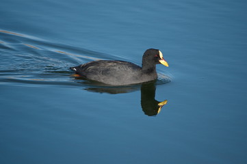 Andean coot in the lake, El Calafate, Patagonia, Argentina