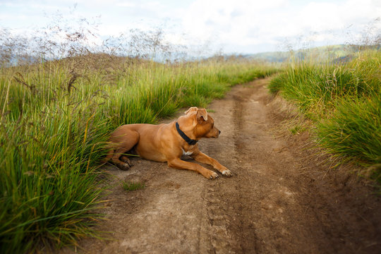 Red-haired dog with a black collar lying on the road