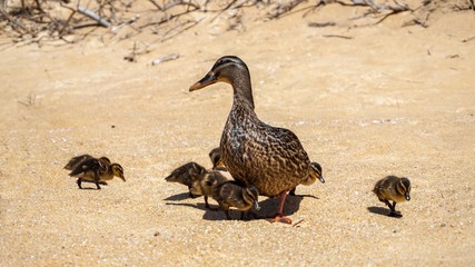 Duck family in the Abel Tasman Nation Park in New Zealand, at the Beach looking out for Food.