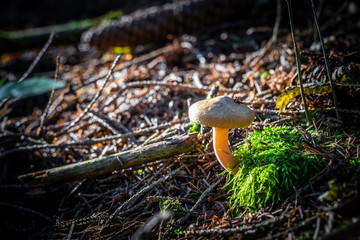 isolated mushroom in the forest
