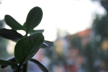 Green plant on window background