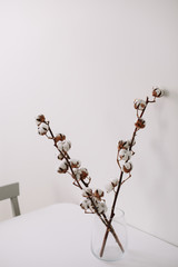 Cotton branch on white background. Dried fluffy cotton flowers, flat lay. Background with text space