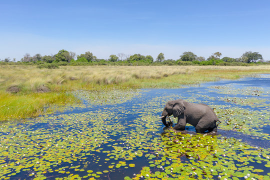 On a sunny day, an elephant crosses a river in Botswana