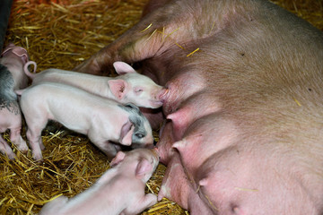 Piglets suckle in their early days; these are 4 days old.