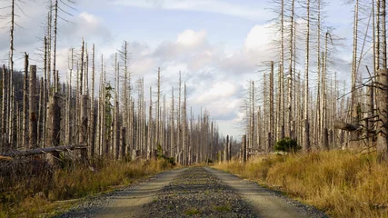 Fototapeten Road through a forest of dead trees. Forest dieback in the Harz National Park, Saxony-Anhalt, Germany, Europe. Dying spruce trees, drought and bark beetle infestation, autumn of 2019. © K I Photography