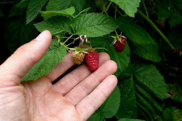 Raspberries in a man's hand