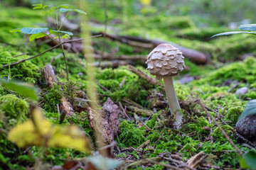 isolated parasol mushroom in the forest