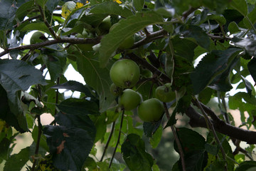 Green apples on a tree branch