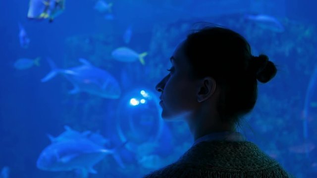 Woman silhouette looking at fish in large public panoramic aquarium tank at oceanarium. Blue low light illumination - back view. Tourism, education, underwater life and entertainment concept