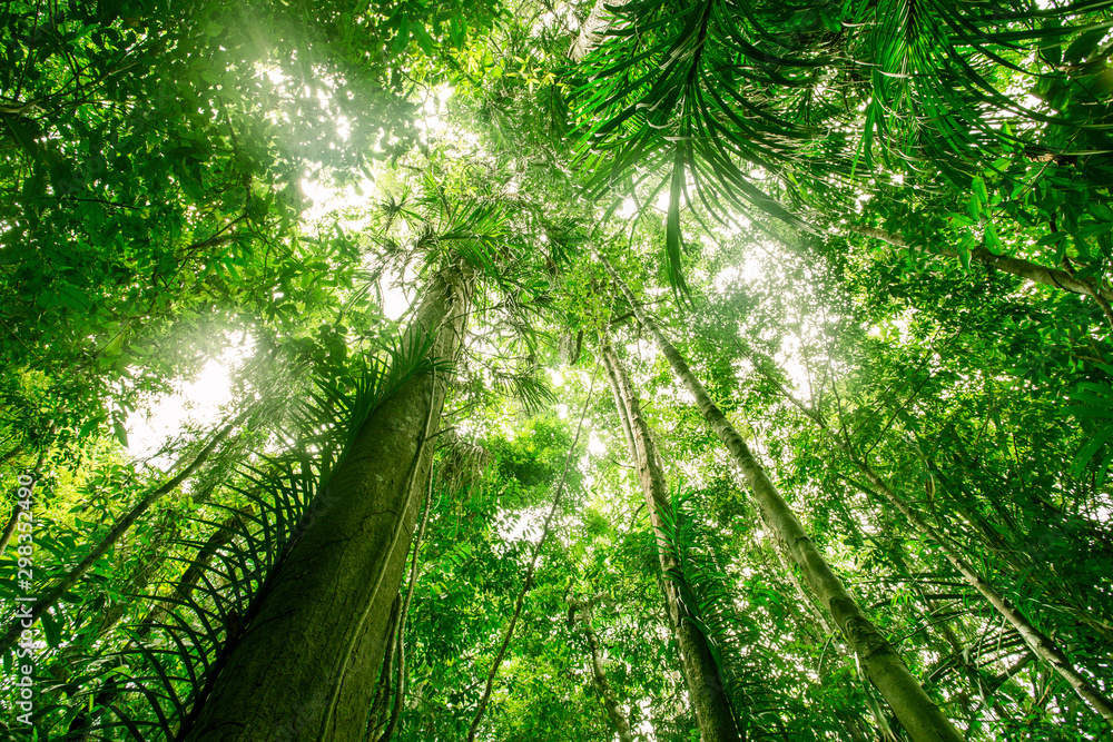 Wall mural green forest background texture with branch of tree in sunny light. sunlight in forest. canopy of ta
