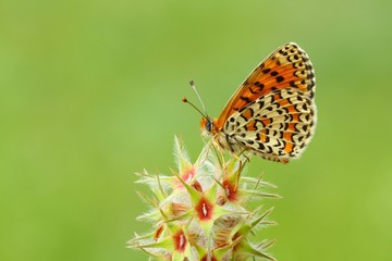 Melitaea trivia 687