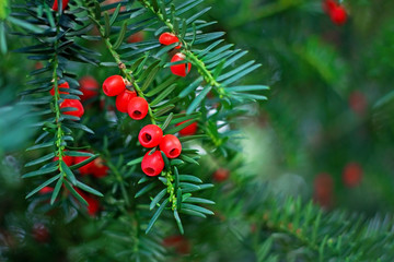 inedible poisonous bitter red yew berries on a green branch