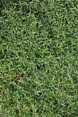 Little green grass. Beautiful background