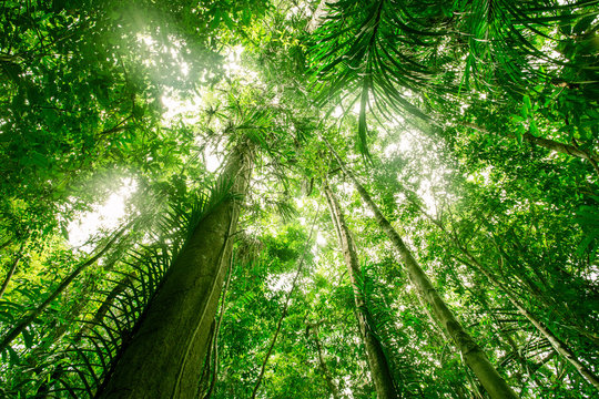 Fototapeta Zielona lasowa tło tekstura z gałąź drzewo w pogodnym świetle. Światło słoneczne w lesie. Baldachim wysokich drzew. Koncepcja środowiska