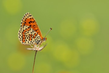 Melitaea trivia 683