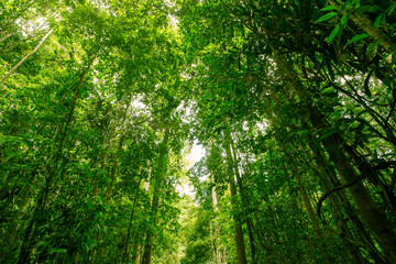 Branch of tree in sunny light. Sunlight in forest. Canopy of tall tree woods. Environment concept