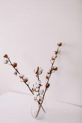 Fototapeta na wymiar Cotton branch on white background. Dried fluffy cotton flowers, flat lay. Background with text space
