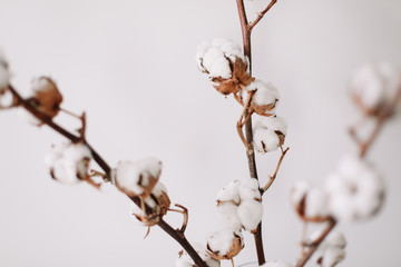 Cotton branch on white background. Dried fluffy cotton flowers, flat lay. Background with text space