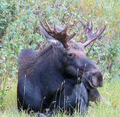 Young Bull Moose in GTNP