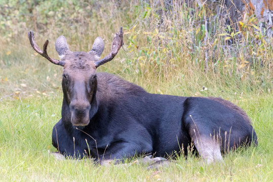 Young Bull Moose in GTNP