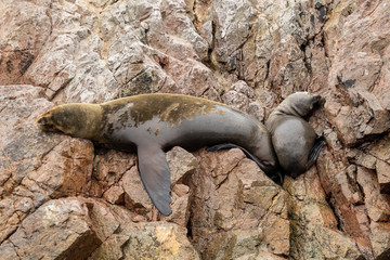 Baby sea lion resting in the rock Ballestas Islands in the southern coast of Peru