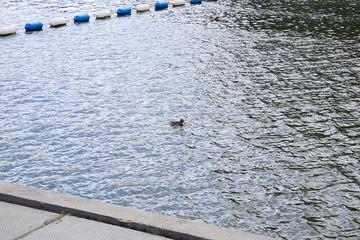 The duck swims by the river