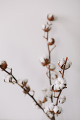 Cotton branch on white background. Dried fluffy cotton flowers, flat lay. Background with text space