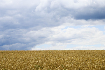 Wheat field on sky background