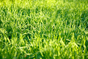 Fresh green grass with dew drops under the rays of the morning sun