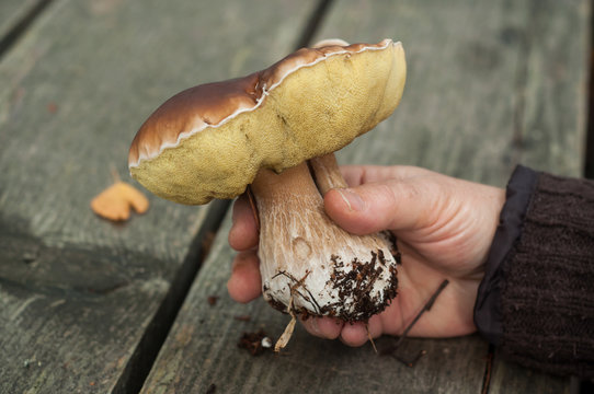 Closeup of boletus edulis in hand of woman on wooden table