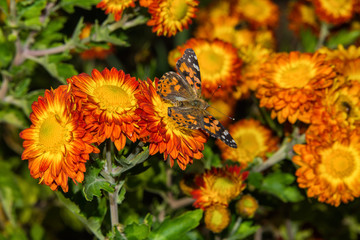 A butterfly Painted lady (Vanessa cardui) sits on a orange flower of the Chrysanthemum. Butterfly...