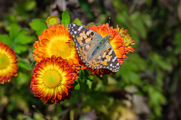 A butterfly Painted lady (Vanessa cardui) sits on a orange flower of the Chrysanthemum. Butterfly closeup. Soft selective focus.