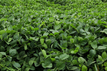 Green soybeans on the field