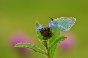 Polyommatus coelestinus 680