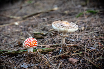 isolated toadstool  and parasol mushroom in the forest