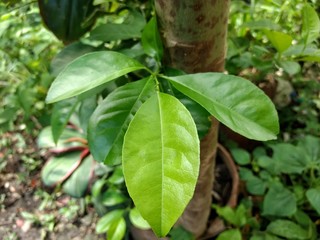 Lemon green leaves in sunny day. nature concept