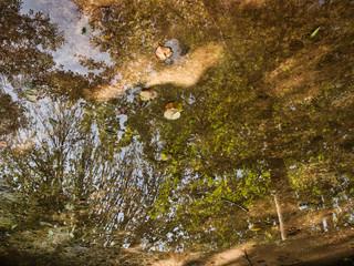 Reflejo de un árbol en el agua en otoño