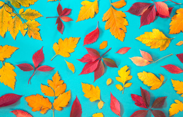 Plakat Autumn leaves