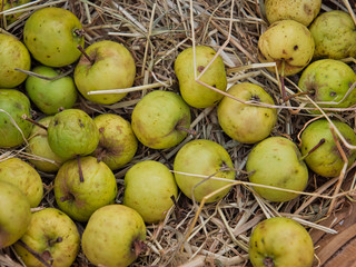 Manzana silvestre o maguillo