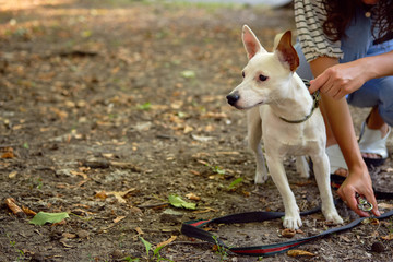 Dog Parson Russell Terrier breed is playing in green park with his owner. Summer time or beginning of autumn. Nature. Pet care and training concept.