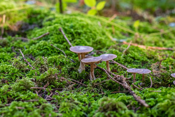 isolated mushroom in the forest
