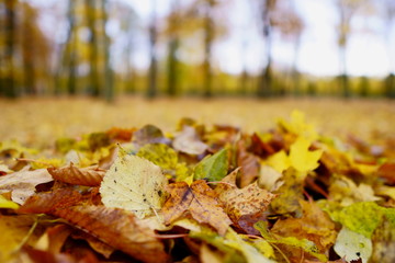 Coloured maple leaves in the fall. well convey the mood of autumn Close up orange leaves on ground with forest on background. HDR